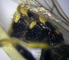 Poecilotiphia ciliata