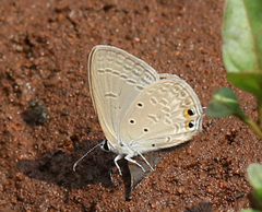 Euchrysops cnejus cnejus