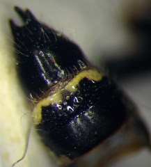 Poecilotiphia ciliata