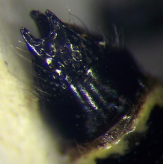 Poecilotiphia ciliata