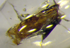 Poecilotiphia ciliata