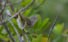 Setophaga petechia bryanti
