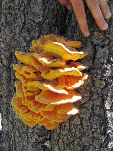 Conifer Chicken of the Woods (Laetiporus conifericola)
