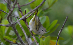 Setophaga petechia bryanti