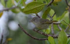 Setophaga petechia bryanti