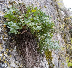 Scrophularia rupestris