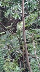 Bronchocela jubata