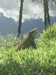Iguana iguana