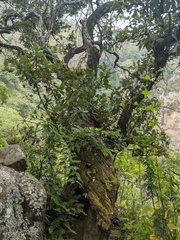 Comarostaphylis glaucescens