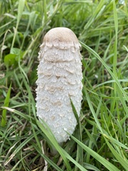 Coprinus comatus