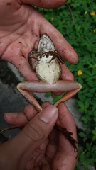 Chalcorana chalconota