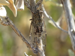 Cicada barbara lusitanica