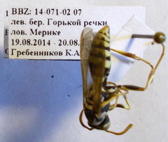 Polistes gallicus