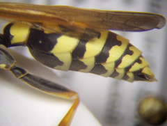Polistes gallicus
