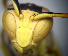 Polistes gallicus