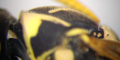 Polistes gallicus