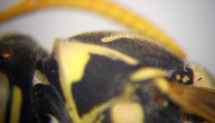 Polistes gallicus