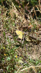 Colias fieldii