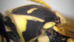 Polistes gallicus