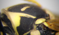 Polistes gallicus