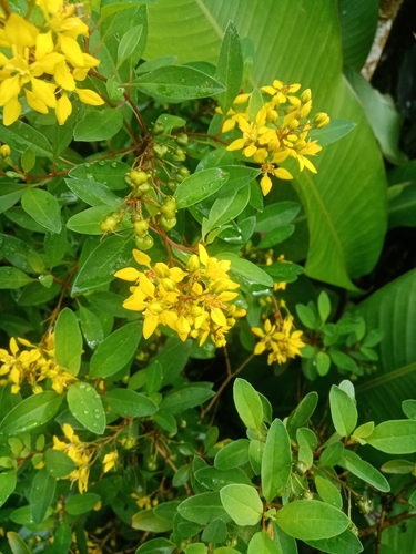 Galphimia glauca