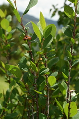 Cotoneaster uniflorus
