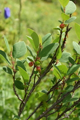Cotoneaster uniflorus