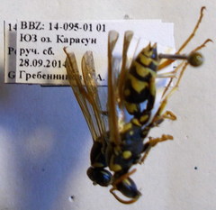 Polistes gallicus