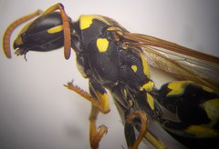 Polistes gallicus