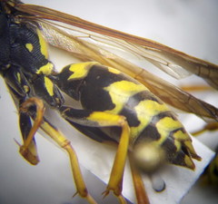 Polistes gallicus