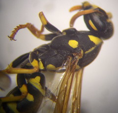 Polistes gallicus