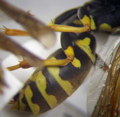 Polistes gallicus