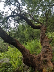 Comarostaphylis glaucescens