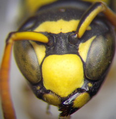 Polistes gallicus