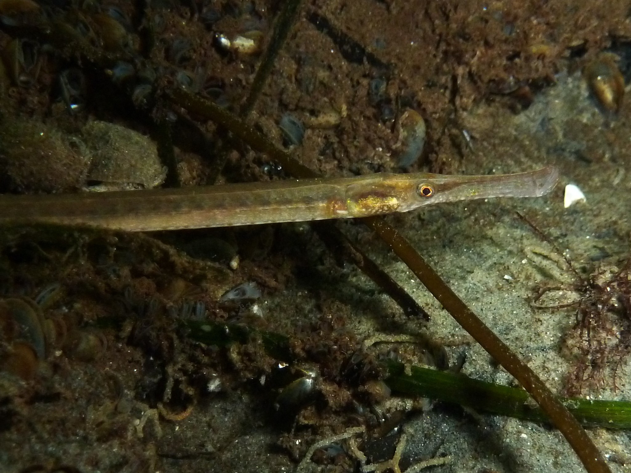 Figure 1 from Presence of the broad-nosed pipefish (Syngnathus