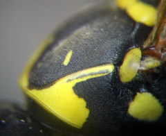 Polistes gallicus