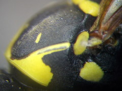 Polistes gallicus