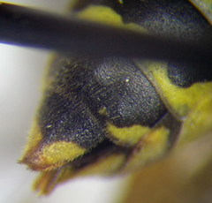 Polistes gallicus