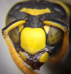 Polistes gallicus