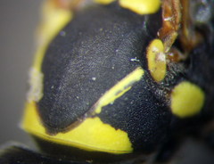 Polistes gallicus