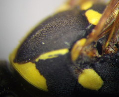 Polistes gallicus