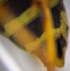 Polistes gallicus