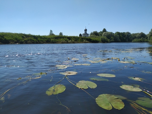 Nuphar lutea