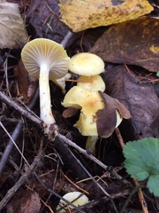 Hygrophorus lucorum