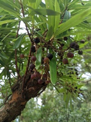 Comarostaphylis glaucescens