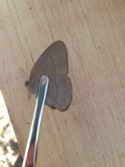 Nhambikuara cerradensis