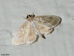Crocidophora tuberculalis