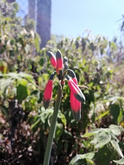 Phaedranassa cuencana