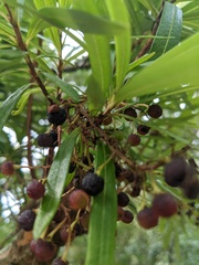 Comarostaphylis glaucescens