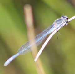 Pseudagrion draconis